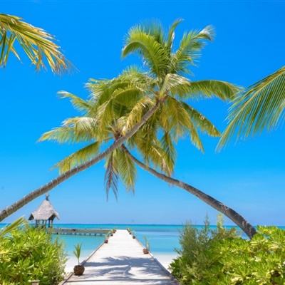 加拿大pc软件平台